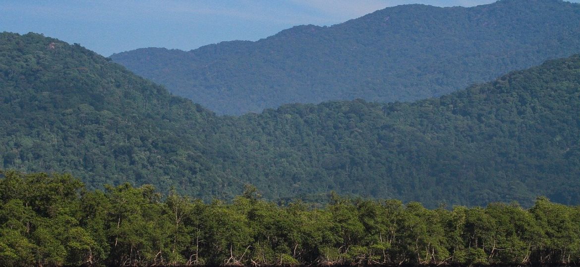 atlantic-forest-4569459_1280