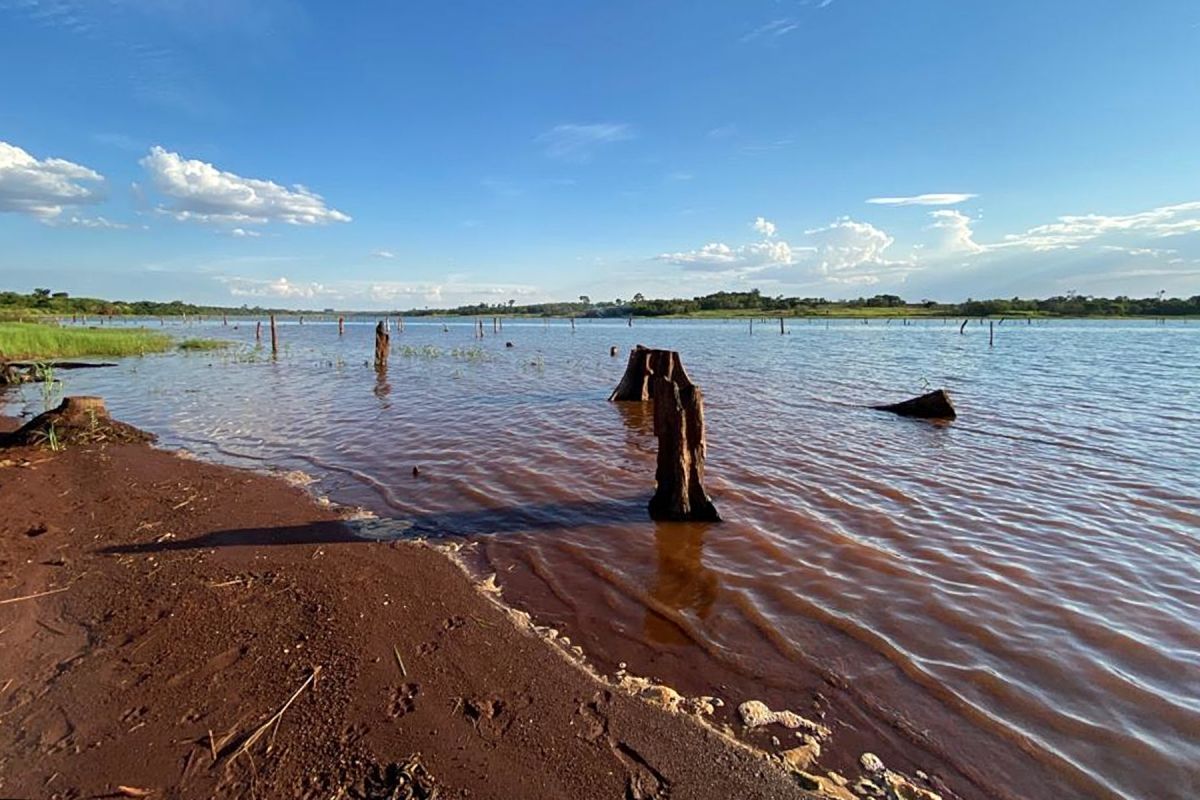 Lake with tree logs emerging