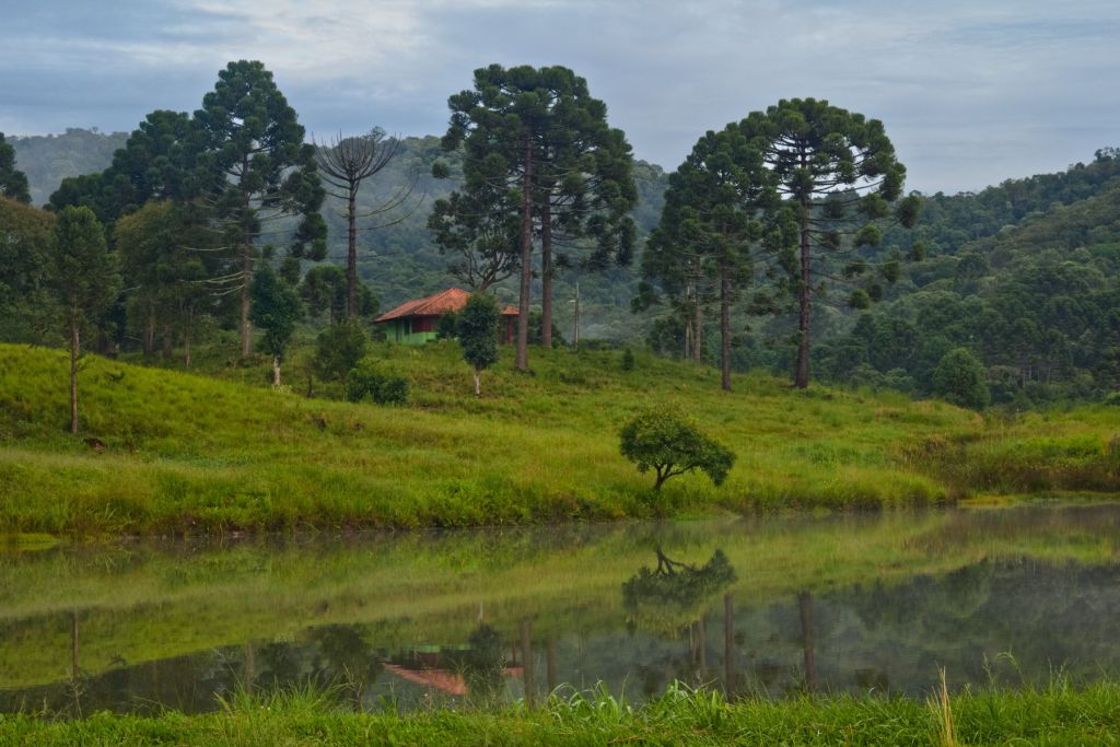 House near the lake in a meadow with some Araucaria trees.