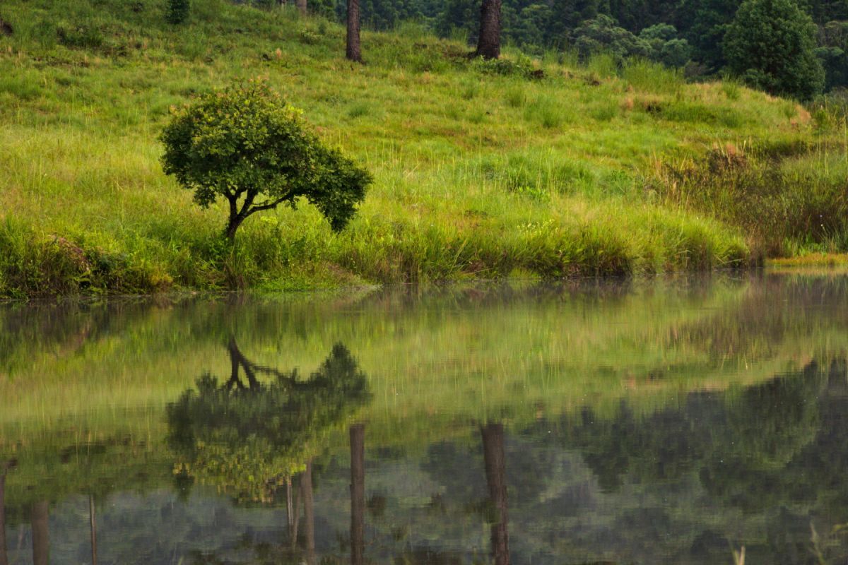 A tree reflecting on the surface of a lake.